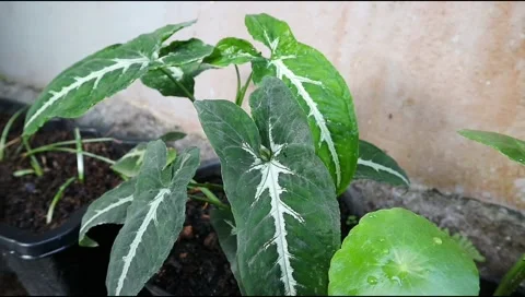 Syngonium1 Stock Footage 288067538