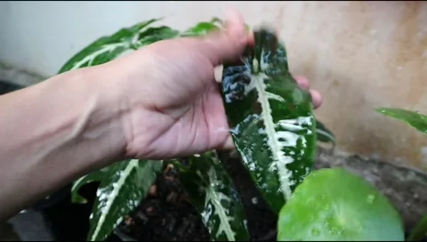 Syngonium3 Stock Footage 288067738