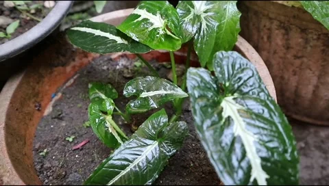 Syngonium6 Stock Footage 288067800