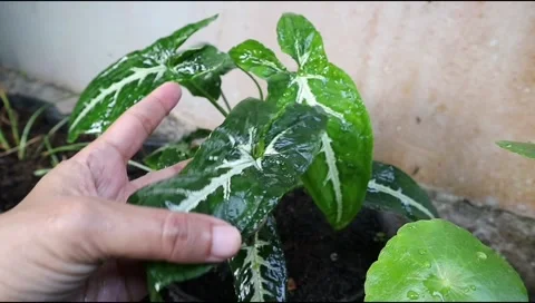 Syngonium7 Stock Footage 288067827