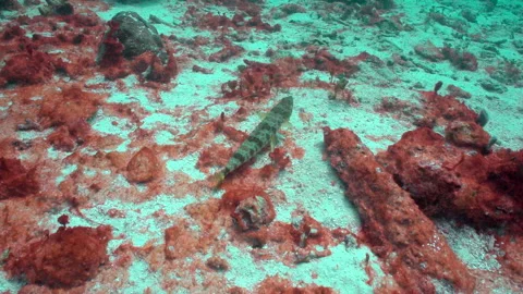 Synodus intermedius Lizard fish 2 Stock Footage 236056011