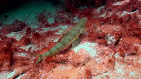 Synodus intermedius Lizard fish 3 Video stock 236056031