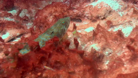 Synodus intermedius Lizard fish 4 CU Video stock 236056100