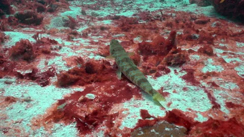 Synodus intermedius Lizard fish Video stock 236055964