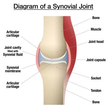 Synovial Joint Capsule Bones Chart Stock Illustration