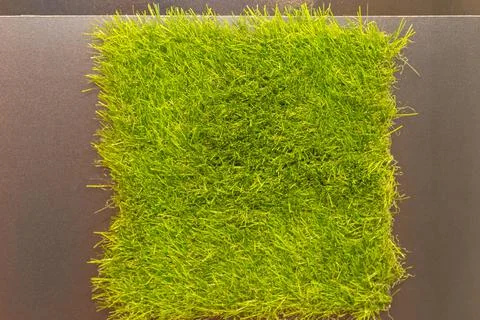 Synthethic Grass Patch Stock Photos