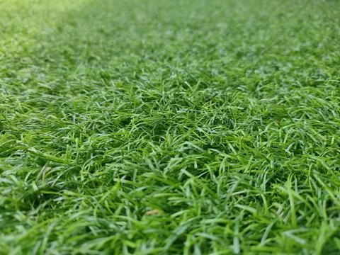 Synthetic grass 스톡 사진