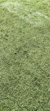 Synthetic grass Stock Photos