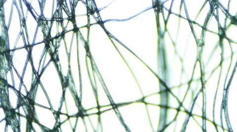 Synthetic Spider Web Moving In &amp; Out of Focus on a White Background Stock-Footage 65029412