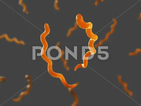 Syphilis bacteria, artwork Stock Illustration