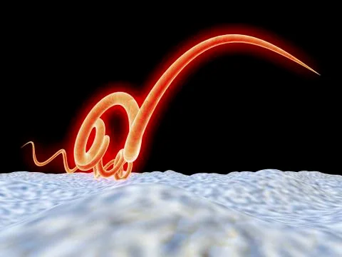 Syphilis bacteria, artwork Stock Illustration