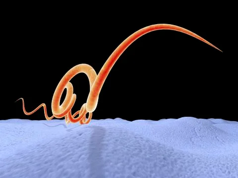 Syphilis bacteria, artwork Stock Illustration