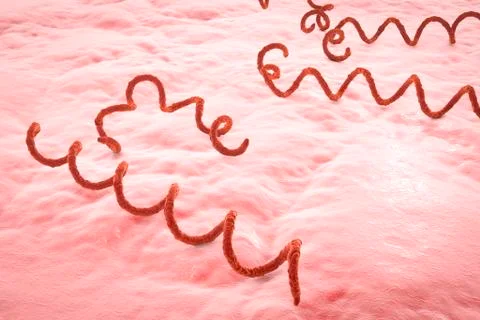 Syphilis bacteria, illustration Stock Illustration
