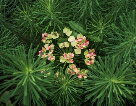 Сypress spurge Stock Photos