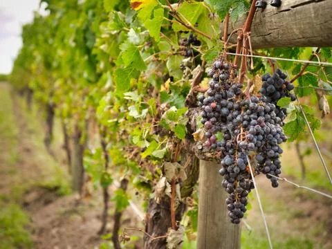 Syrah clusters in vineyard row Stock Photos