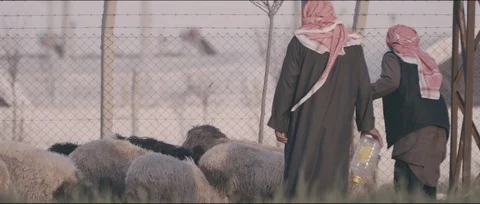 Syria shepherds and sheeps Video stock 104733740