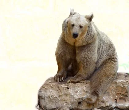 Syrian brown bear Stock Photos