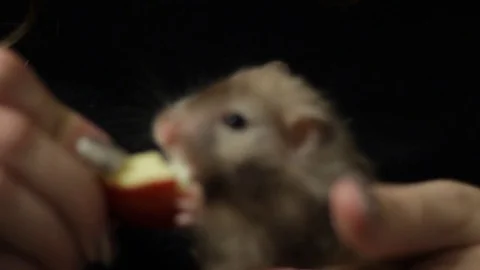 Syrian hamster being handfed an apple Video stock 83098255