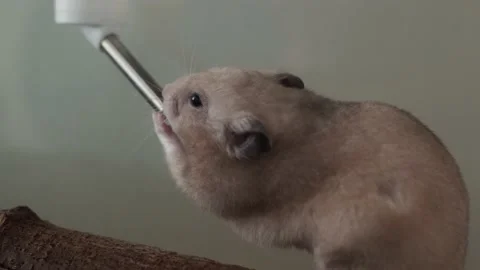 Syrian Hamster Drinking Water from the Bottle Stock-Footage 149790675