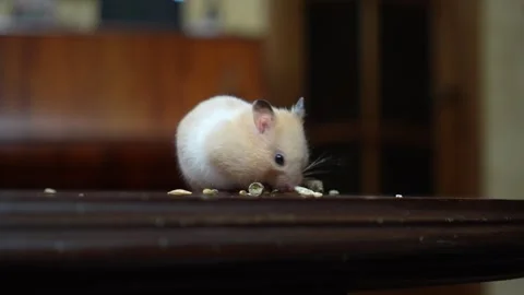 Syrian hamster eats grain Stock Footage 278313905