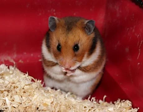 Syrian hamster in his home cage Stock Photos