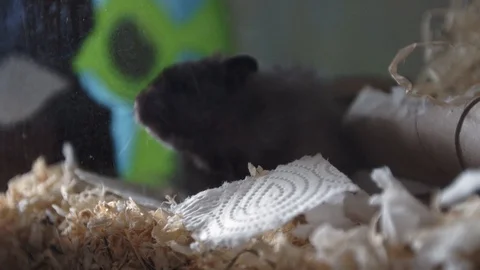 Syrian Hamster playing and exploring his cage Stock Footage 127860501