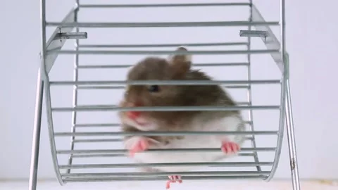 Household Hamster Running Exercise Wheel Stand Rack Rat Running