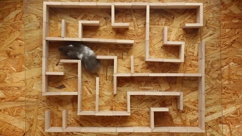 A Syrian hamster runs through a maze. The rodent finds a way out of the maze. Stock Footage 242473213