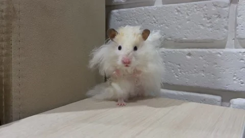 Syrian hamster stands on its hind legs in the corner Stock Footage 194053067