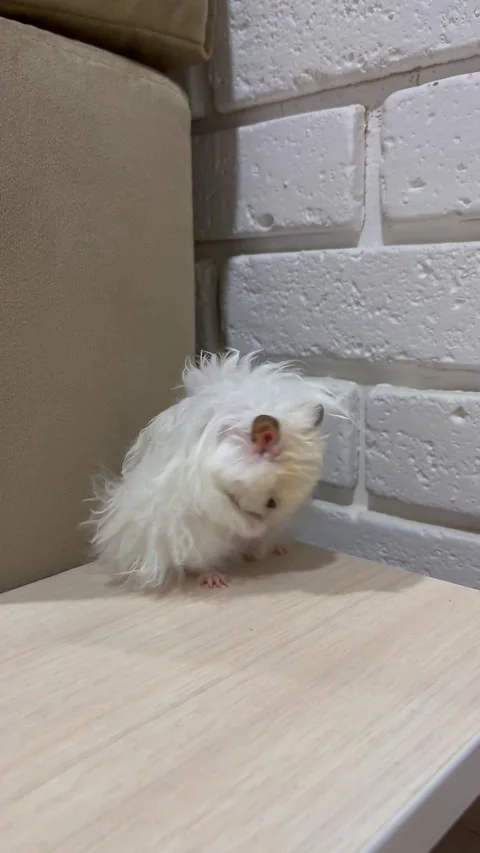 Syrian hamster is washing itself on beige background Stock Footage 190692925
