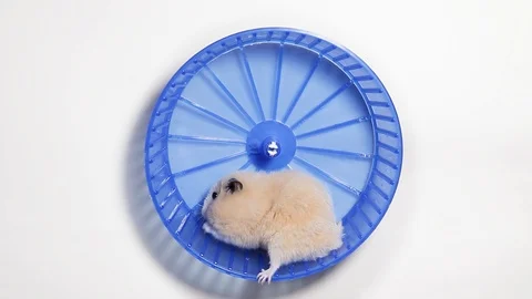 Syrian hamster in a wheel 動画素材 125507208