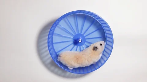 Syrian hamster in a wheel Video stock 125507286