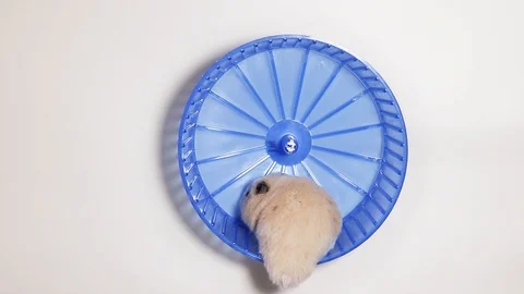 Syrian hamster in a wheel 動画素材 125507306