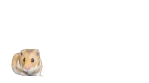 Syrian hamster on a white background Stock-Footage 86312064