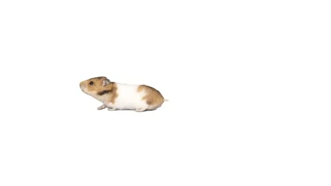 Syrian hamster on a white background Stock Footage 231042167
