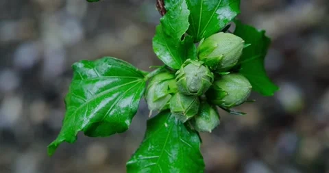 Syrian Hibiscus Stock Footage 140234465