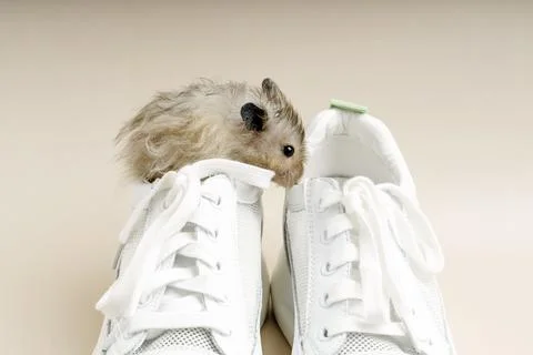 Syrian long-haired gray hamster sits in a sneaker Stock Photos