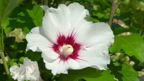 Syrian white hibiscus Stock Footage 167174735