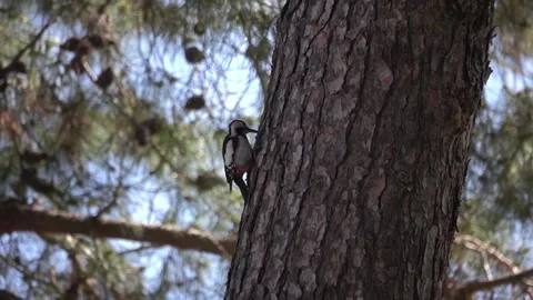 Syrian woodpecker on pine tree trunk pecking in search of food Stock Footage 285060732