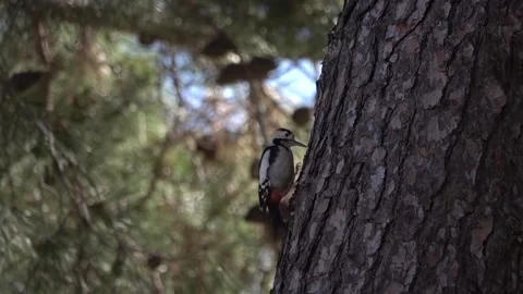 Syrian woodpecker on pine tree trunk pecking in search of food Stock Footage 285061111