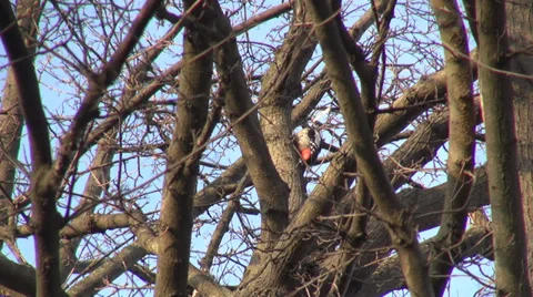 Syrian woodpecker on a tree, bird looking for food, park, forest, woods, winter Stock Footage 33526193