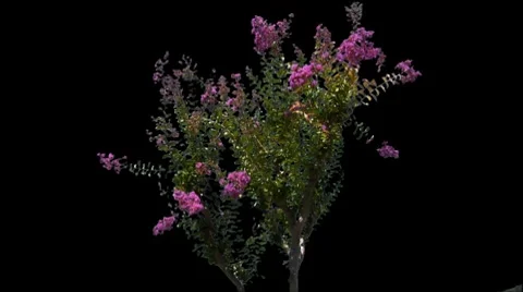 Syringa 02 Stock Footage 8682761