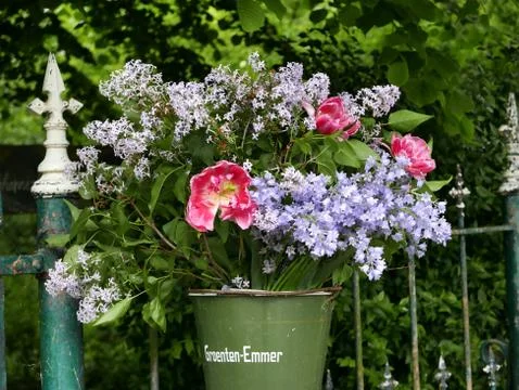 Syringa bouquet Stock Photos