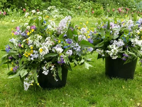 Syringa bouquet Stock Photos