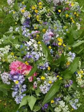Syringa bouquet Фото