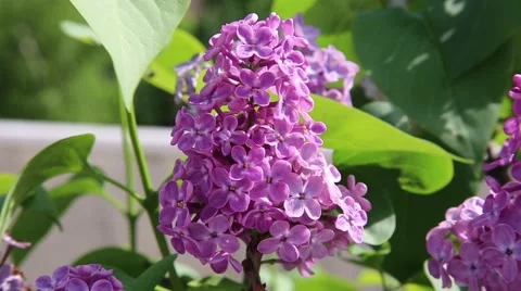 Syringa flower portrait Stock Footage 66152453