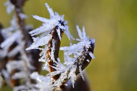 Syringa with ice Stock Photos
