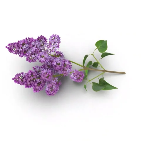 Syringa Lilac Stock Footage 283840667