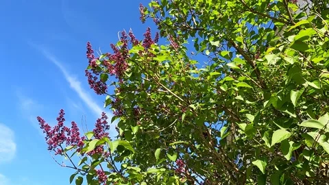 Syringa (Lilac) Swaying in Wind in Springtime Stock Footage 154049670