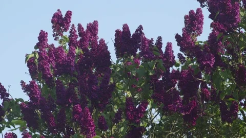 SYRINGA - Lilac Tree, against blue sky. (Oleaceae). 4k. Stock Footage 130491680